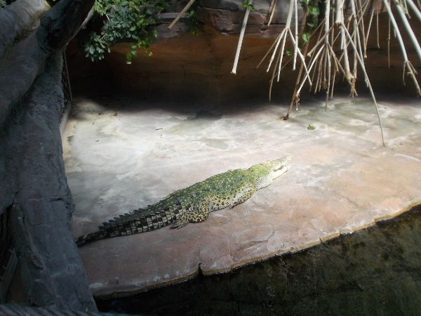 The crocodile lives in the reptile house. I didn't look too close at the snakes...