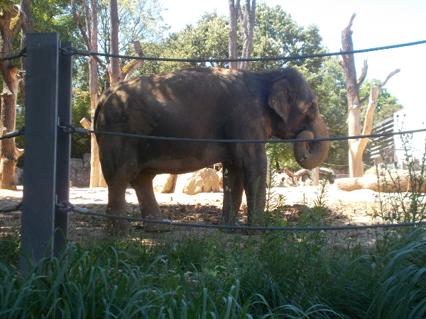 The Elephant eats lunch