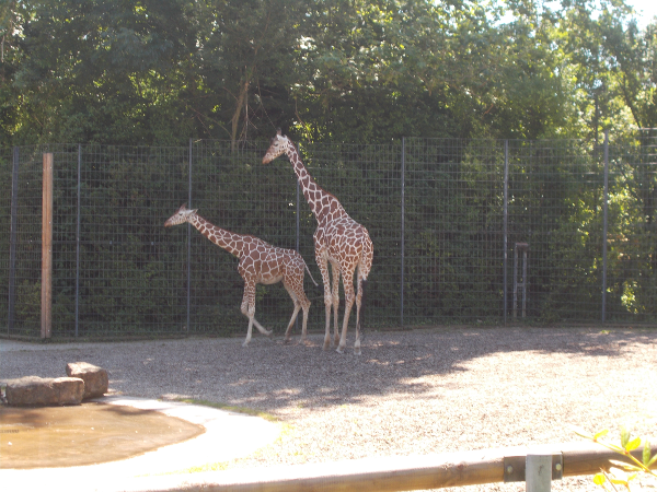 The Giraffes