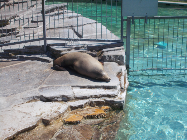 Sleeping Sealion