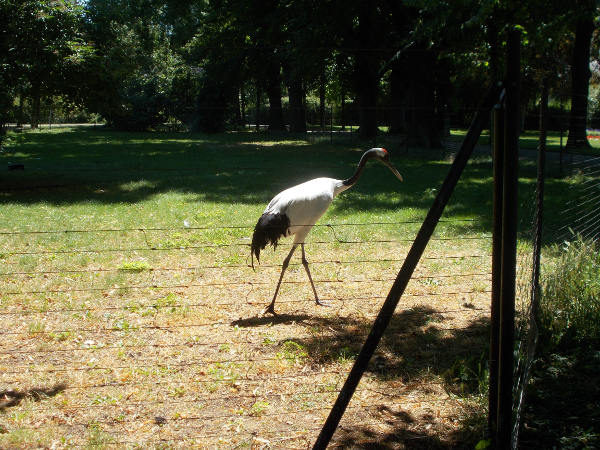 A stork of some sort?